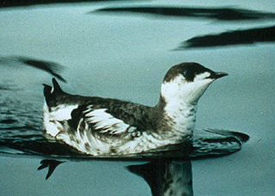 Marbled Murrelet