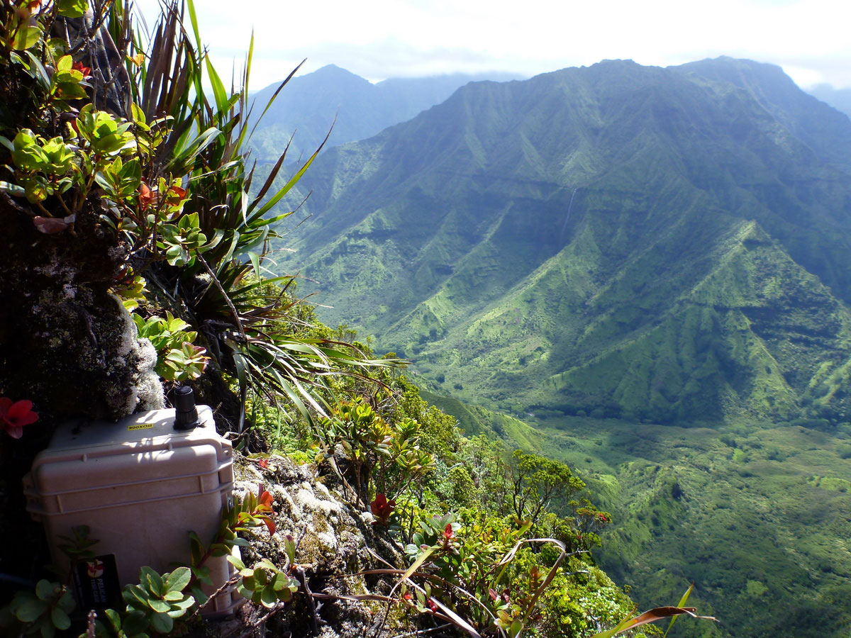 acoustic sensor on Kauai