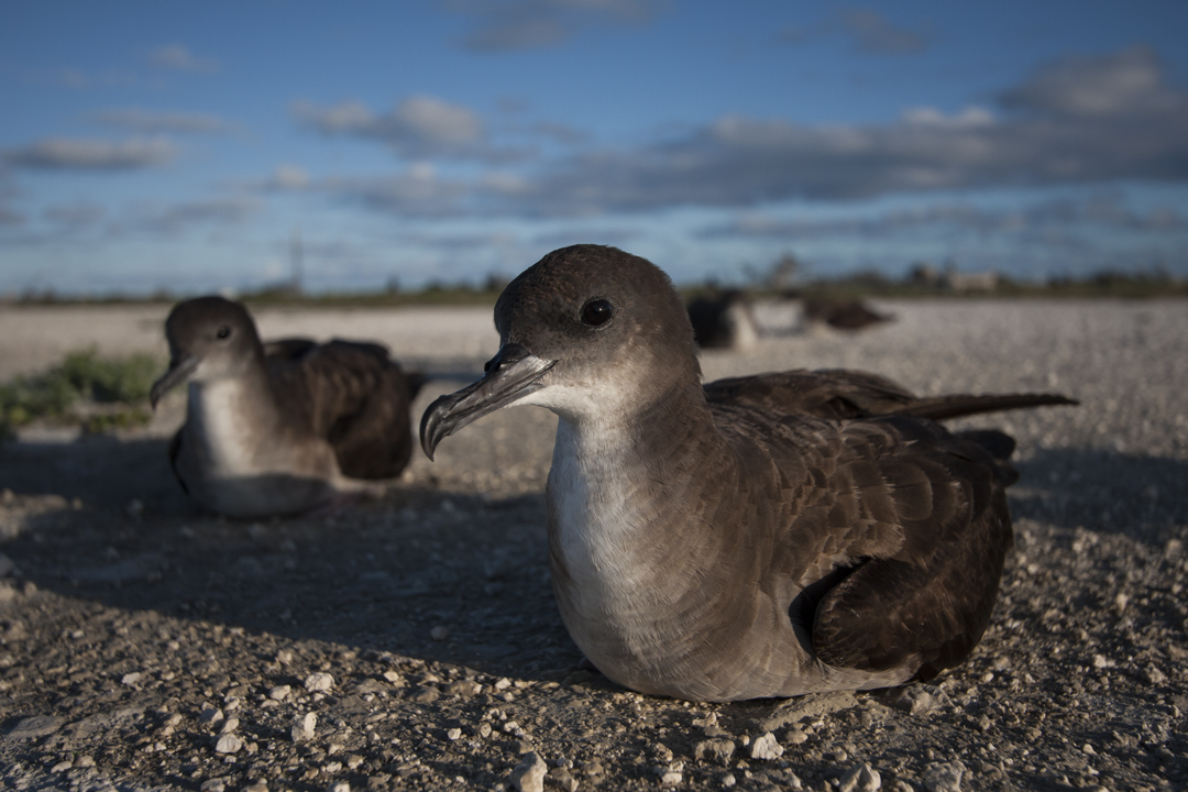 Wedge-tailed Shearwater and Black Noddy